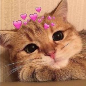 Free cat hair with every purchase!